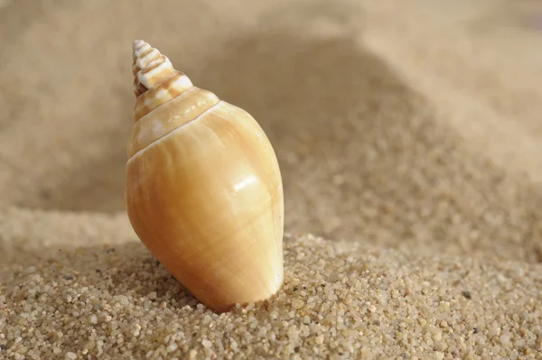 Shell à la plage — Photo
