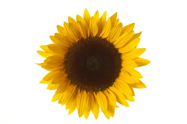 Flor solar — Fotografia de Stock