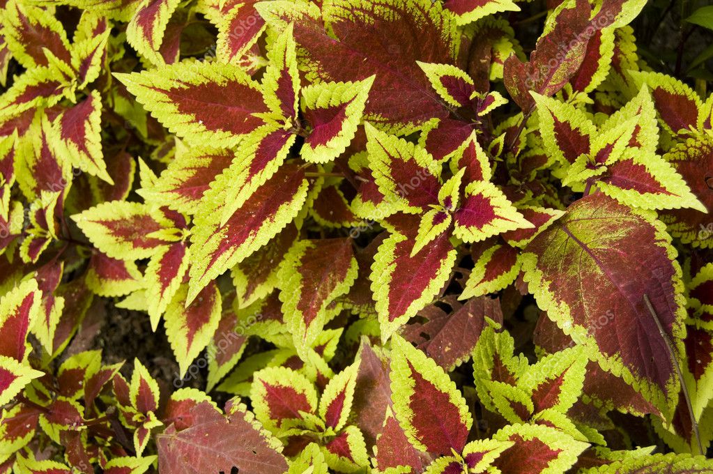 Brightly coloured Coleus Blumei Labiatae plant — Stock Photo ...