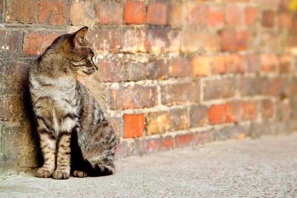 Streunende Katze - felis catus — Stockfoto