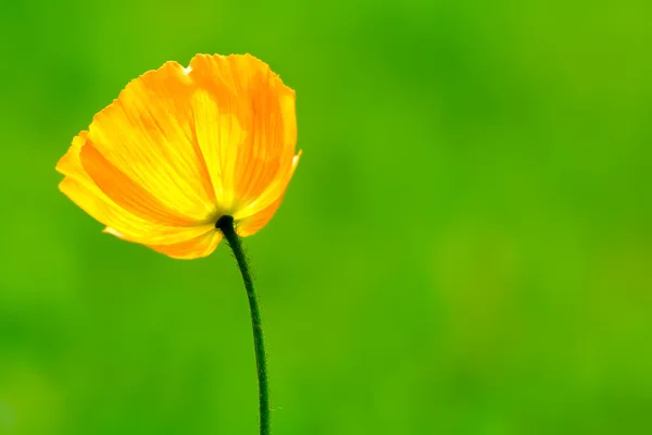 Yellow poppy — Stock Photo, Image