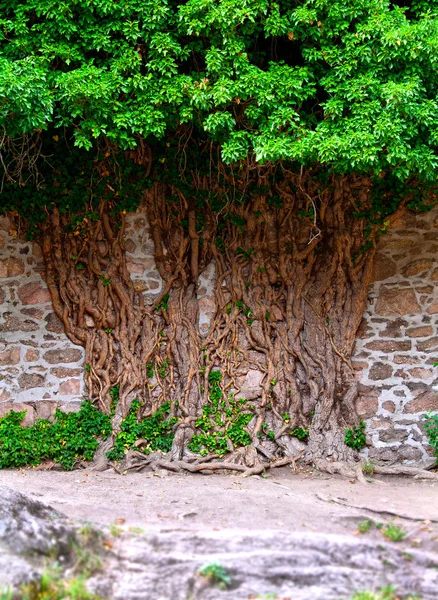 Albero e muro — Foto Stock