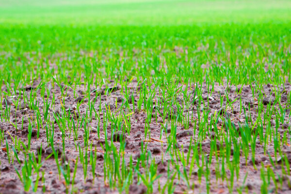 Field of growing crops