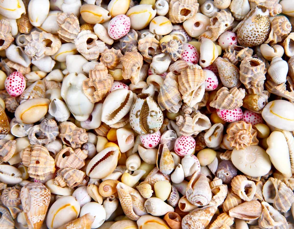 stock image Sea shells