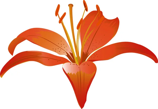 赤いユリの花 — ストックベクタ