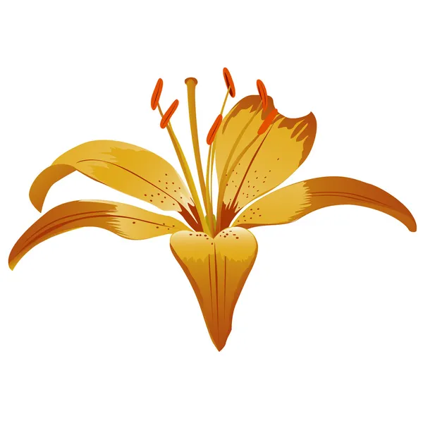 Pembe lily izole çiçek — Stok Vektör