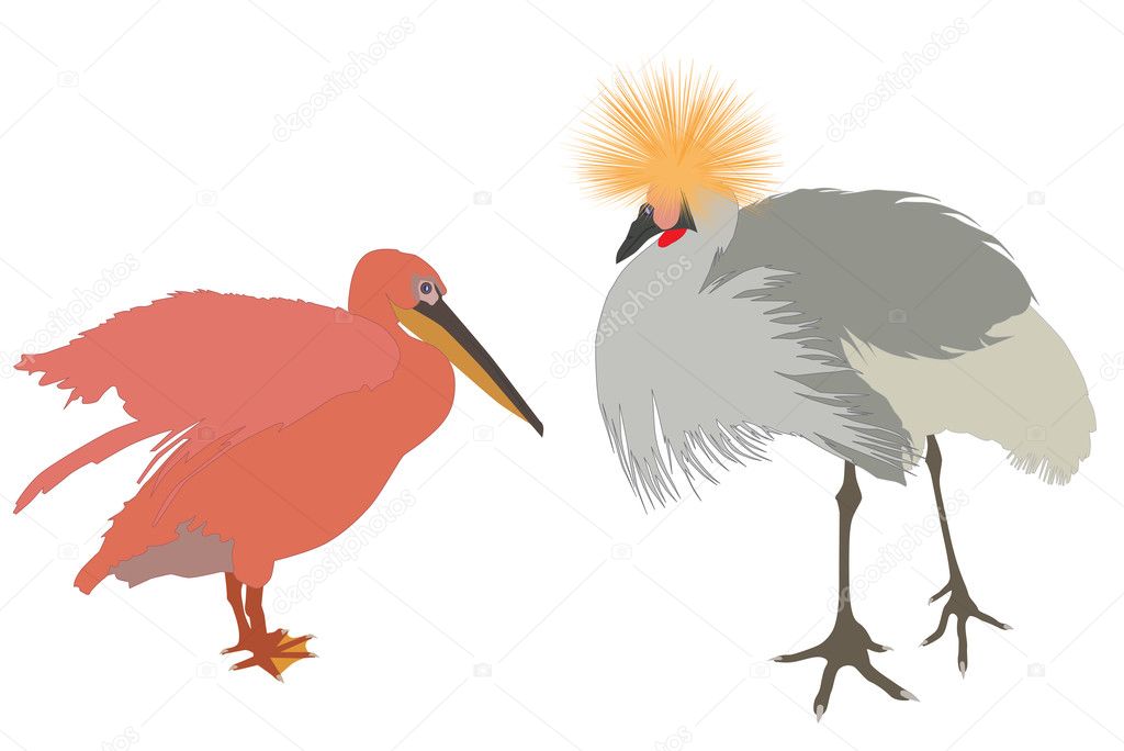 Exotic birds ready to fight