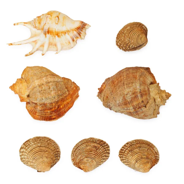 Meeresmuscheln Sammlung isoliert auf weißem Hintergrund — Stockfoto