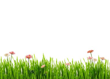 Fresh grass and daisies clipart