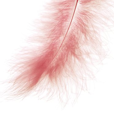 Pink feather clipart