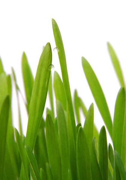 Čerstvý jarní zelené v detailu — Stock fotografie
