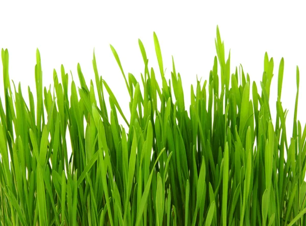 Wiosna zielony — Zdjęcie stockowe