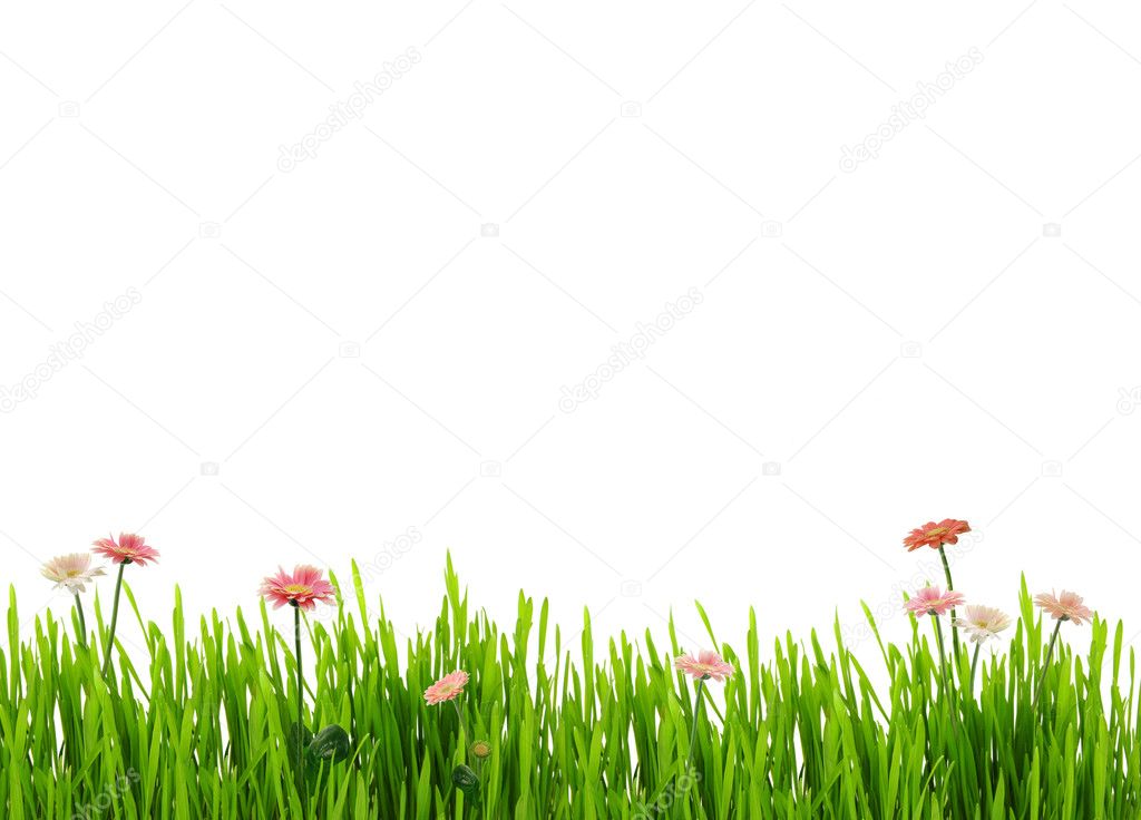 Fresh grass and daisies