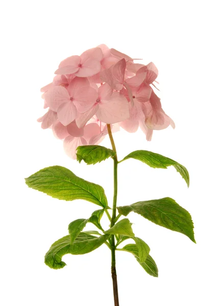 Розовые гортензии — стоковое фото