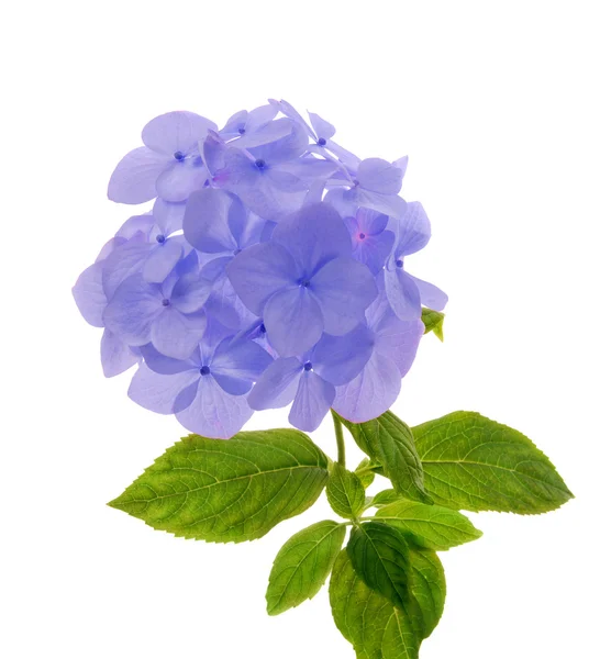 Blauwe hortensia — Stockfoto