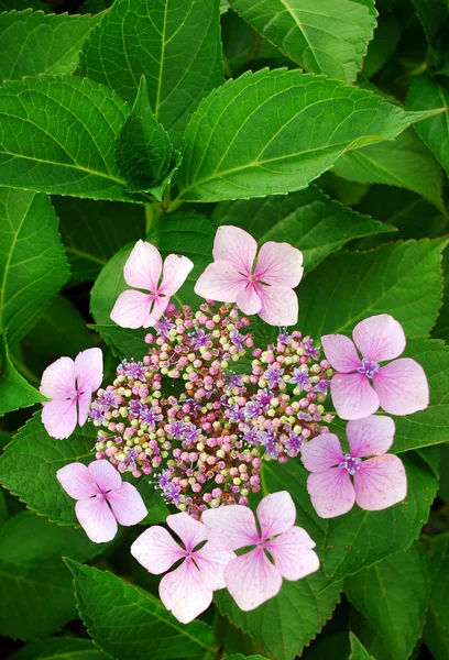 Pink hydrangea shrub — Stok Foto