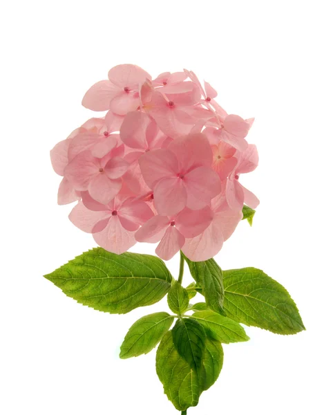 Hortensia rose en gros plan Photo De Stock