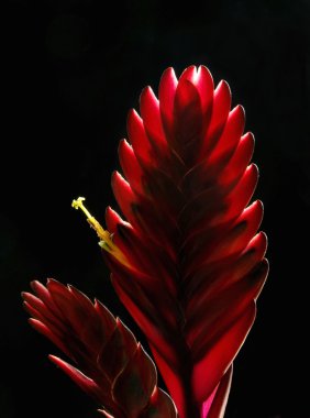 ayrıntılı bromelia