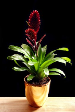 tencerede bromelia