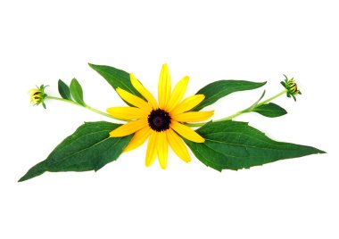 süs rudbeckia düzenleme