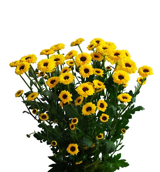 Gelbe Chrysanthemen Stockbild