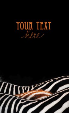 Zebra design clipart