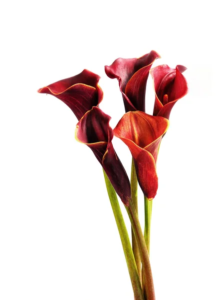 Callas — Stock Photo, Image