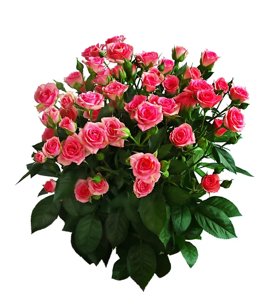 Duży bukiet róż różowy — Zdjęcie stockowe