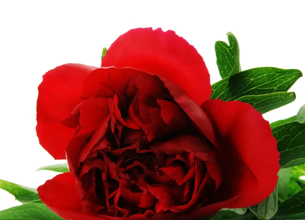 Red peony in detail — Stock Photo, Image