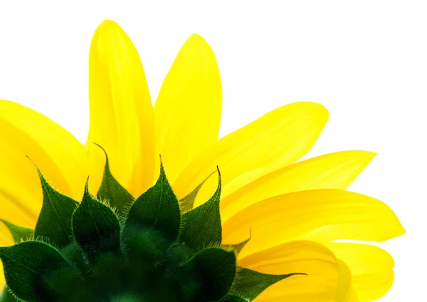 Detail slunečnice — Stock fotografie