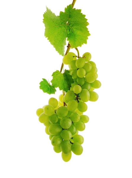 Viña con uvas — Foto de Stock