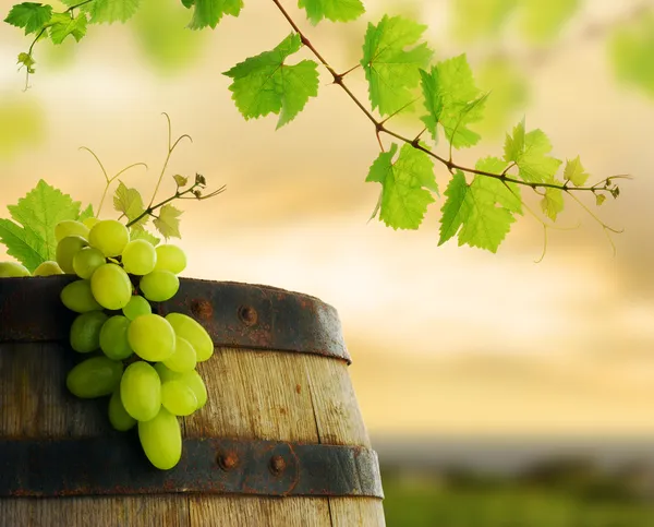 Vinný sud, hroznů a vinná réva — Stock fotografie