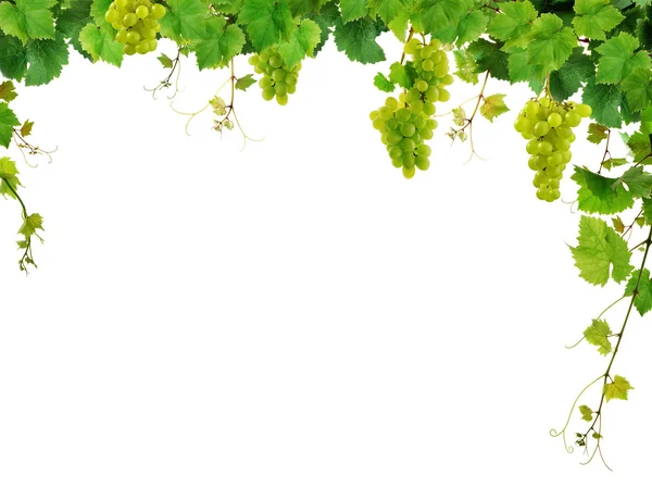 Färska grapevine ram — Stockfoto