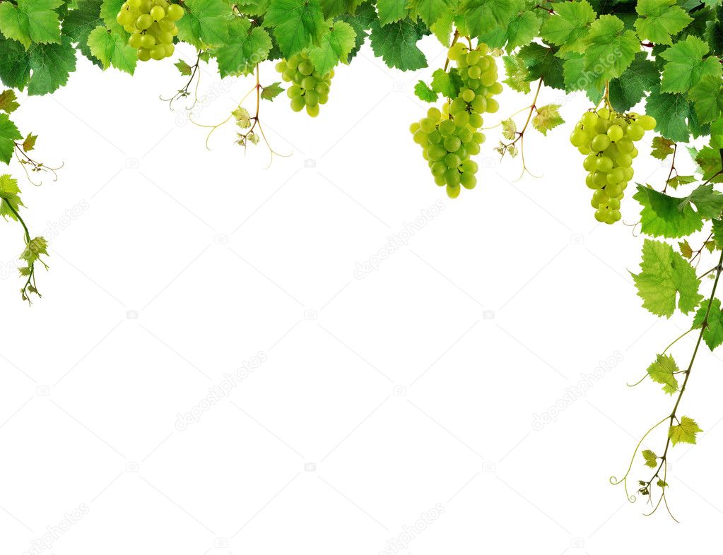 Fresh grapevine frame