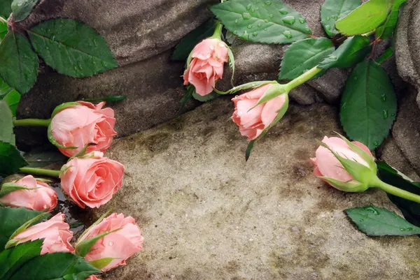 Roze rozen op steen Stockafbeelding