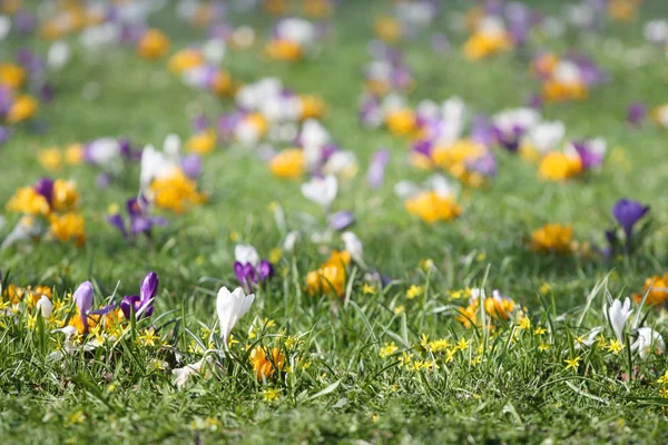 Crocus bloemen op gras-voorjaar achtergrond — Stockfoto