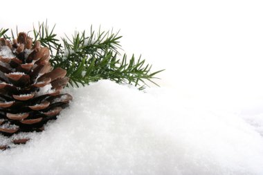 Pine's cone with snow clipart