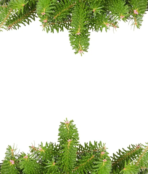 Green pine branches background — Stock Photo, Image