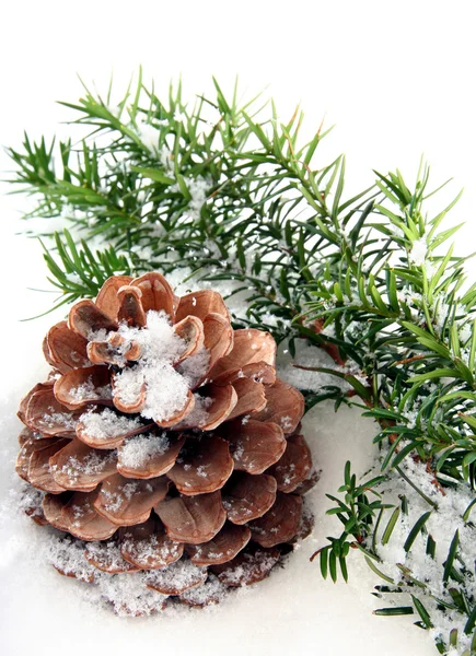 Fond hivernal : branche et cône sur neige blanche — Photo