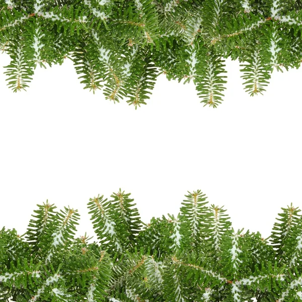 Frame with pine branches — Stock Photo, Image