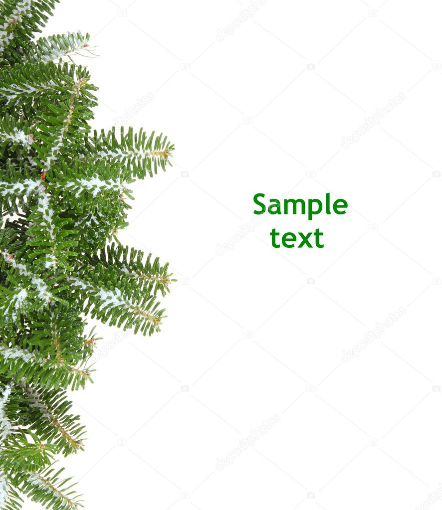 Background with pine branch