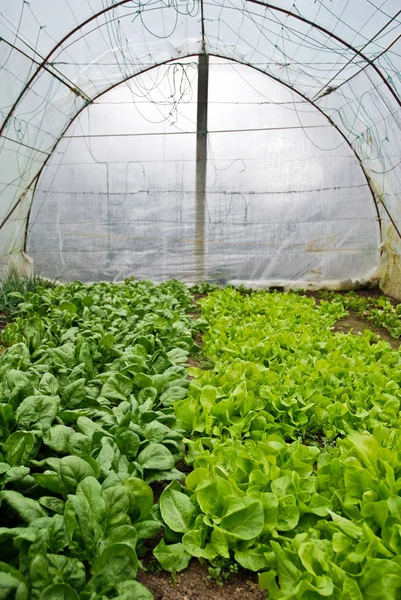 Organické homegown salát a špenát — Stock fotografie
