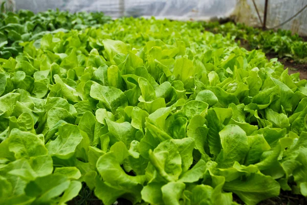 Salada de vestido de casa orgânico — Fotografia de Stock