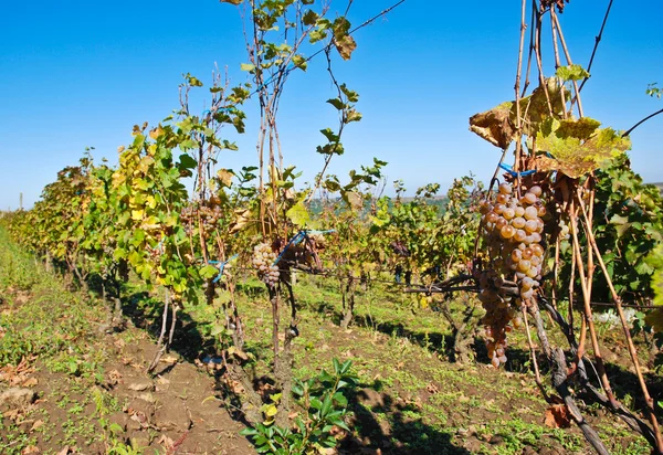 stock image Vineyard