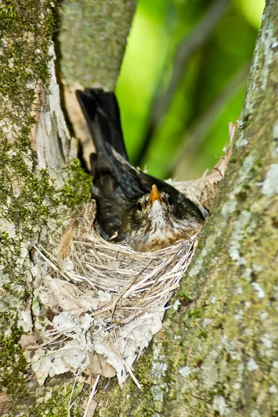 stock image Starling Nesting