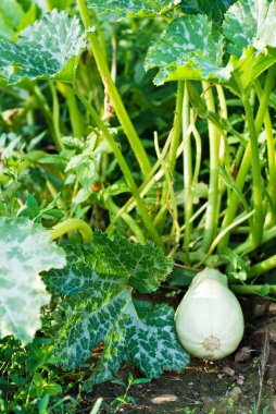 Organik homegrown squash