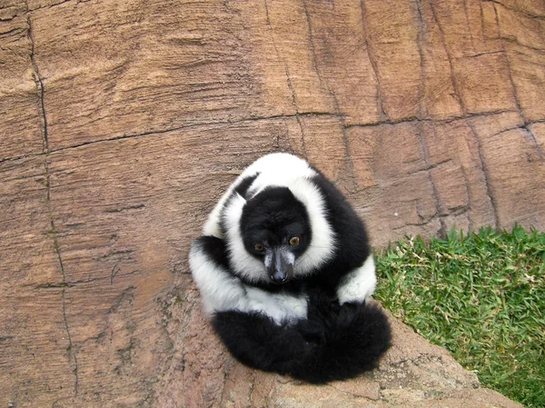 Lemurenkönig — Stockfoto