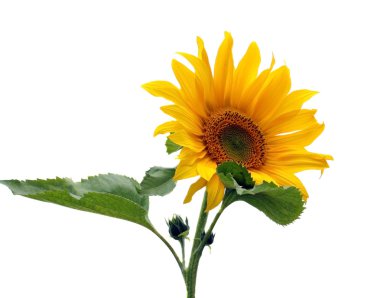 Sunflower isolated on white clipart