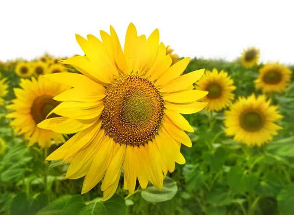 Žluté slunečnice — Stock fotografie