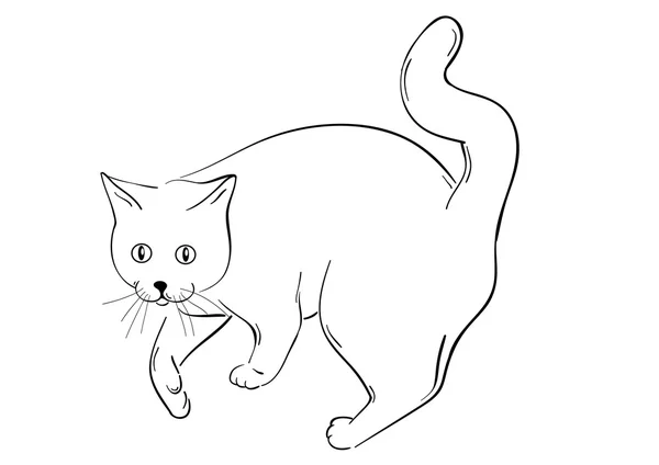 Katze — Stockvektor